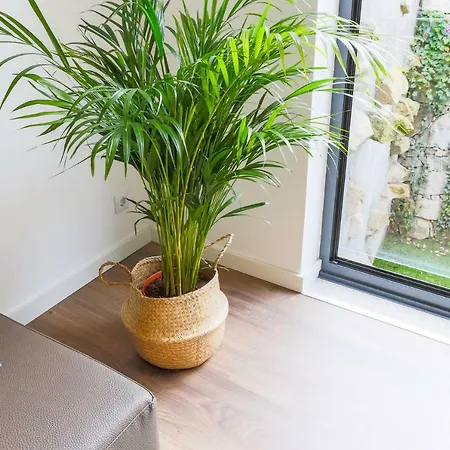 Samasal Trindade Appartement