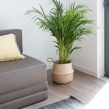 Samasal Trindade * פורטו